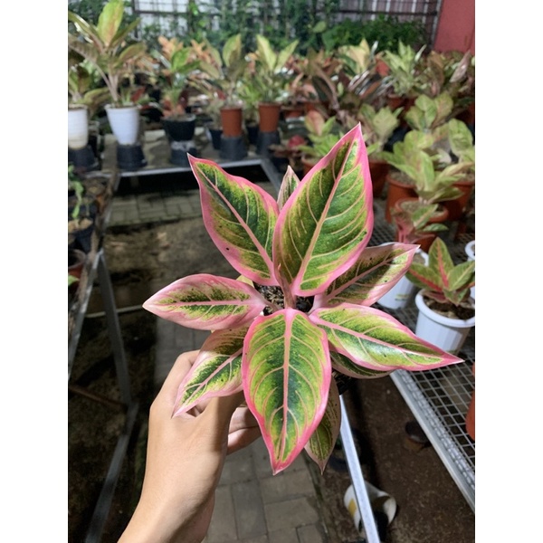 aglonema lotus delight