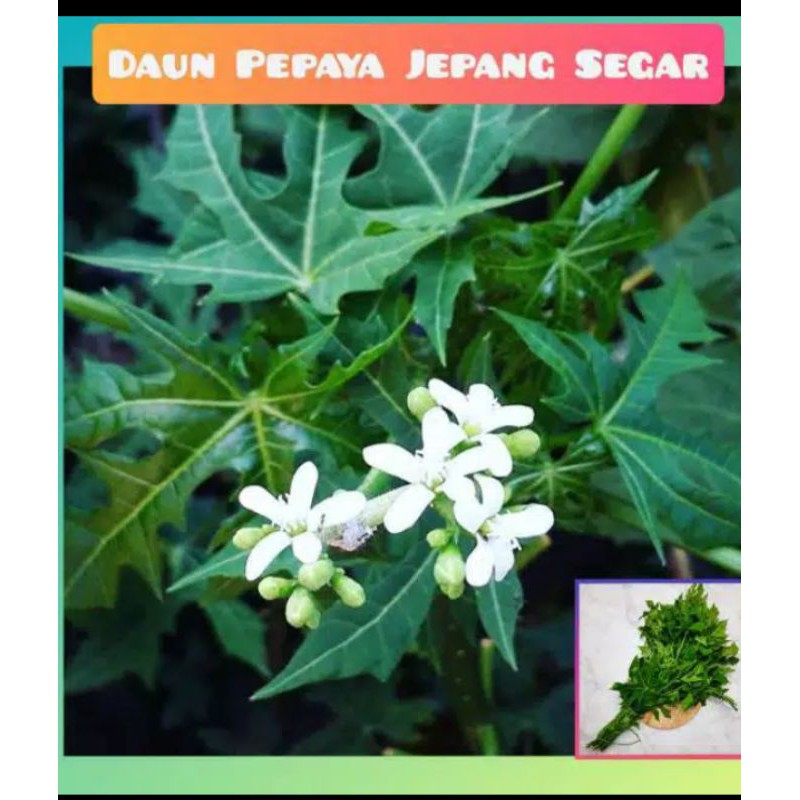 

daun pepaya cina 300 g