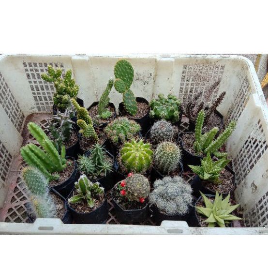 (+ BONUS) paket 20 jenis kaktus medium/kaktus murah/kaktus ownroot/kaktus pasaman