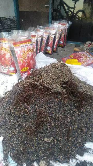 Media tanam aglonema siap pakai