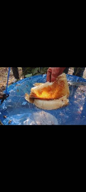 

Madu hutan bengkulu / Raw Honey ASLI