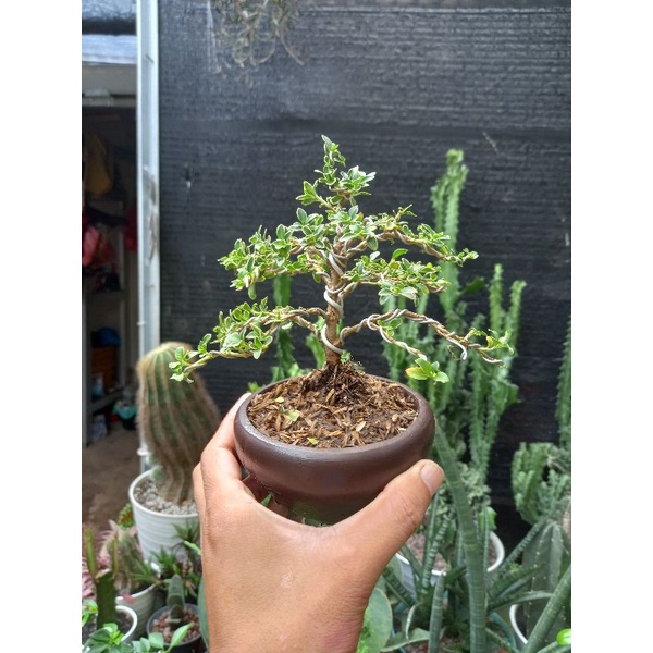 bonsai mame mirten variegata