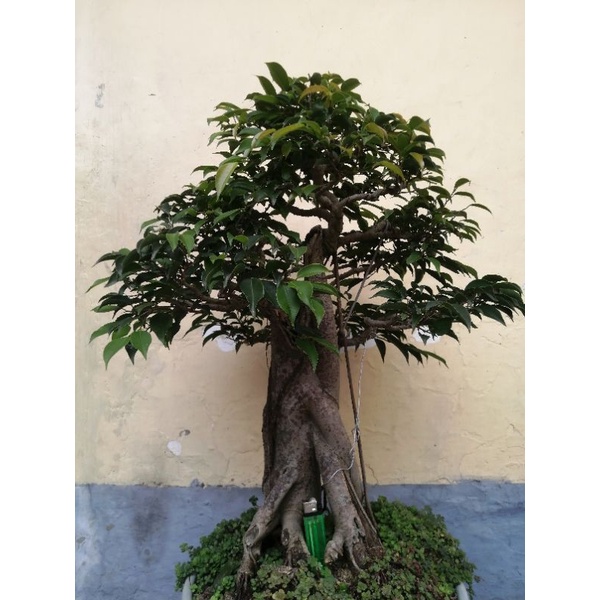 bonsai beringin pilipine arjuna