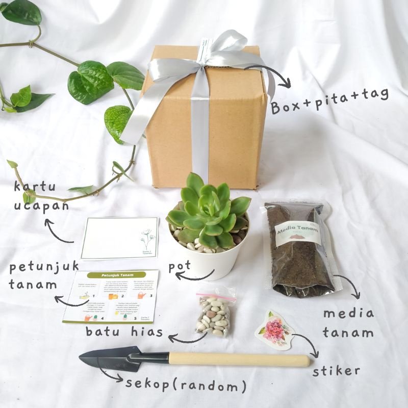 Jual Planting Kit Sukulen Besar Grow Kit Gardening Kit Paket