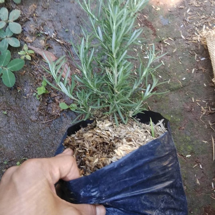 tanaman pengusir nyamuk Rosemary /BUNGA HIDUP TANAMAN HIAS HIDUP/BUNGA HIASAN RUMAH MURAH INDOOR OUT