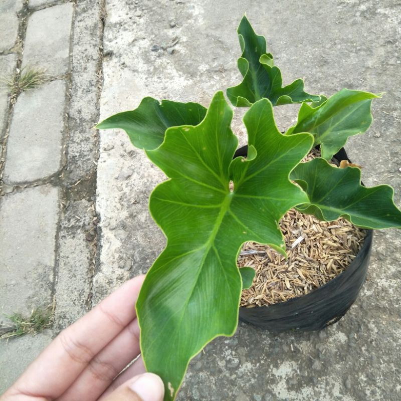 Philo Jari / Philo Dendron