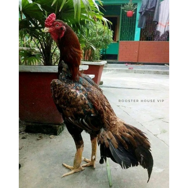 telur tetas ayam aseel