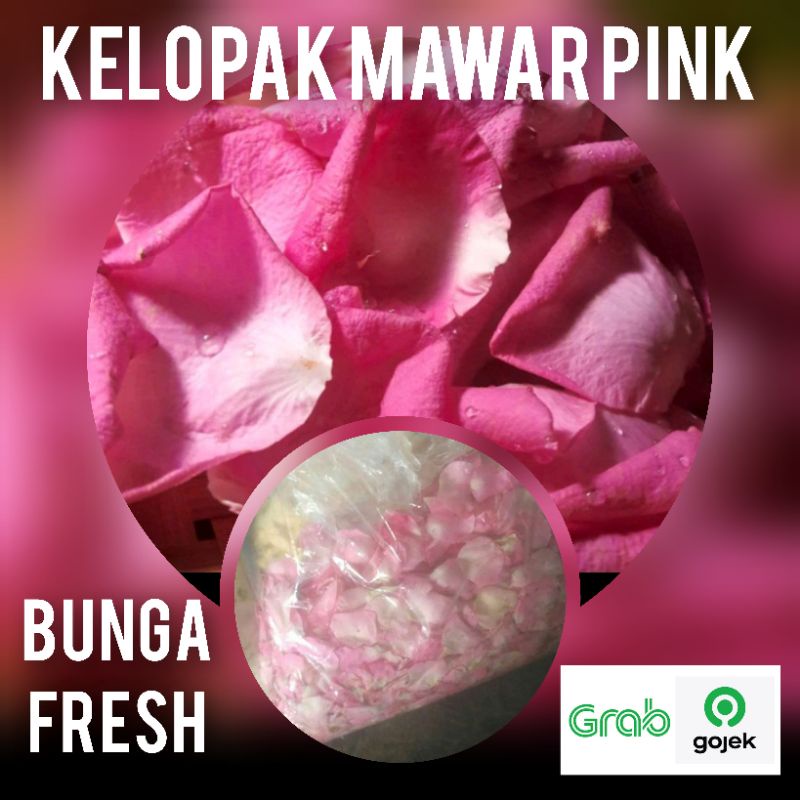 kelopak bunga mawar pink asli dan segar