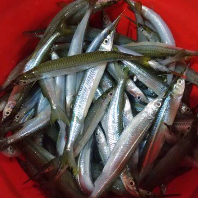 

Ikan Julung Julung Berkualitas 1Kg