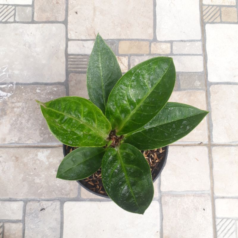 Jemani Mangkok Curly 6