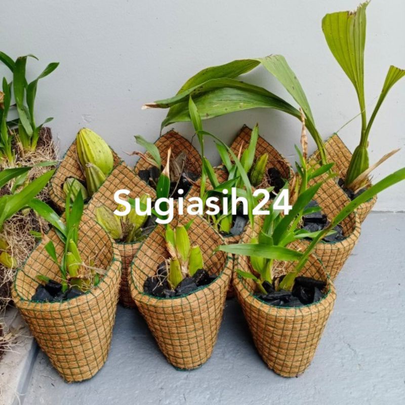 Pot anggrek dendro vanda cathlleya bulan serabut kelapa dinding tempel SUGIASIH24