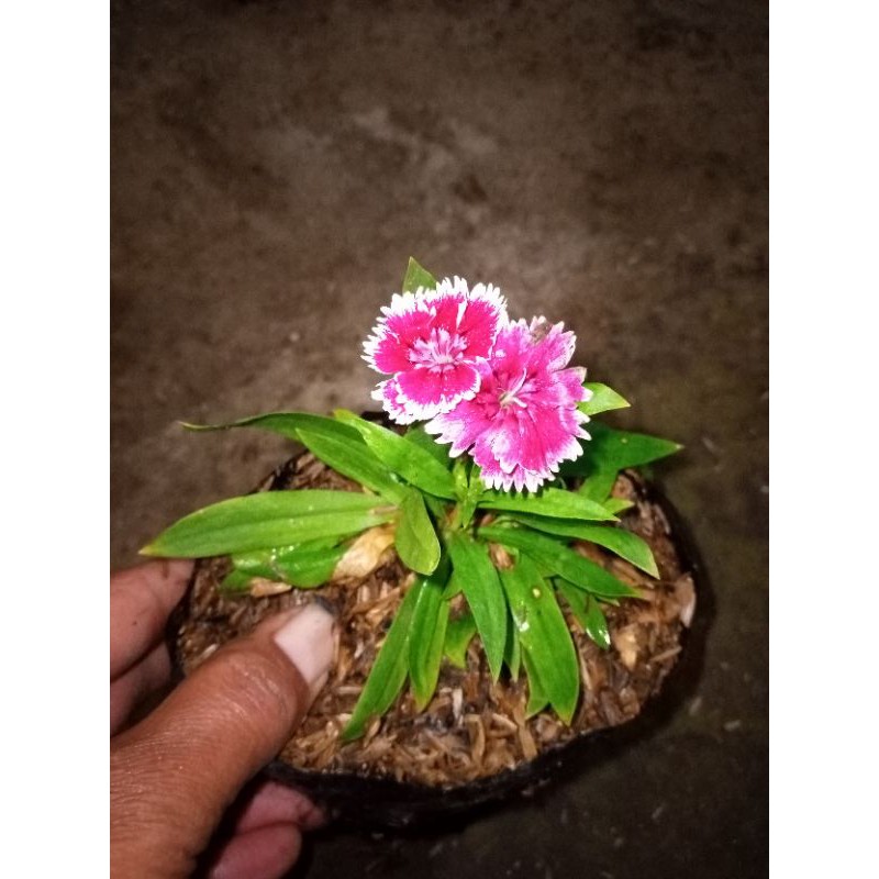 Tanaman hias anyelir bunga merah putih