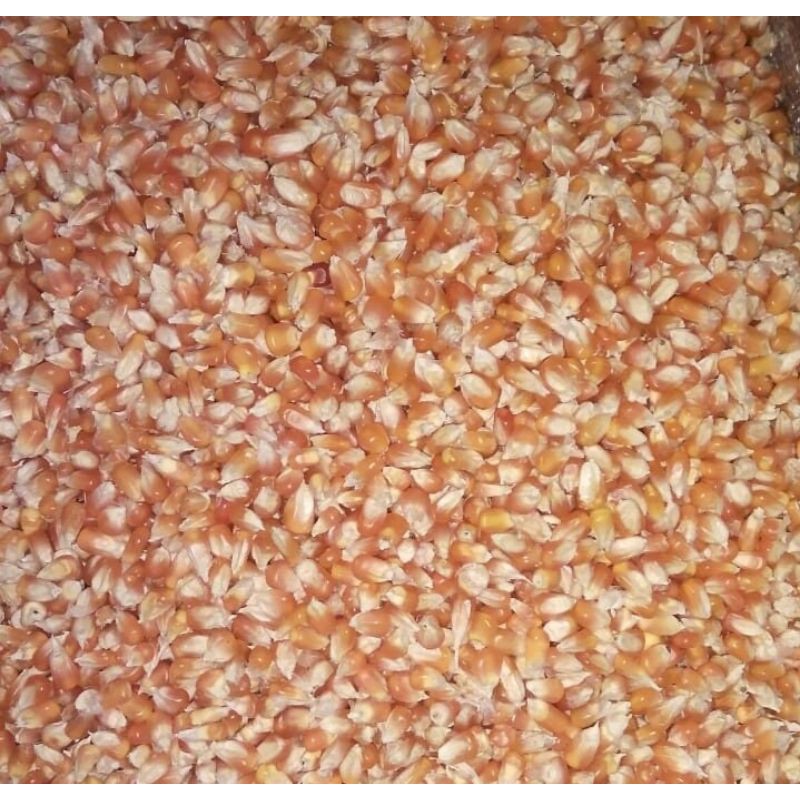 

Jagung Madura