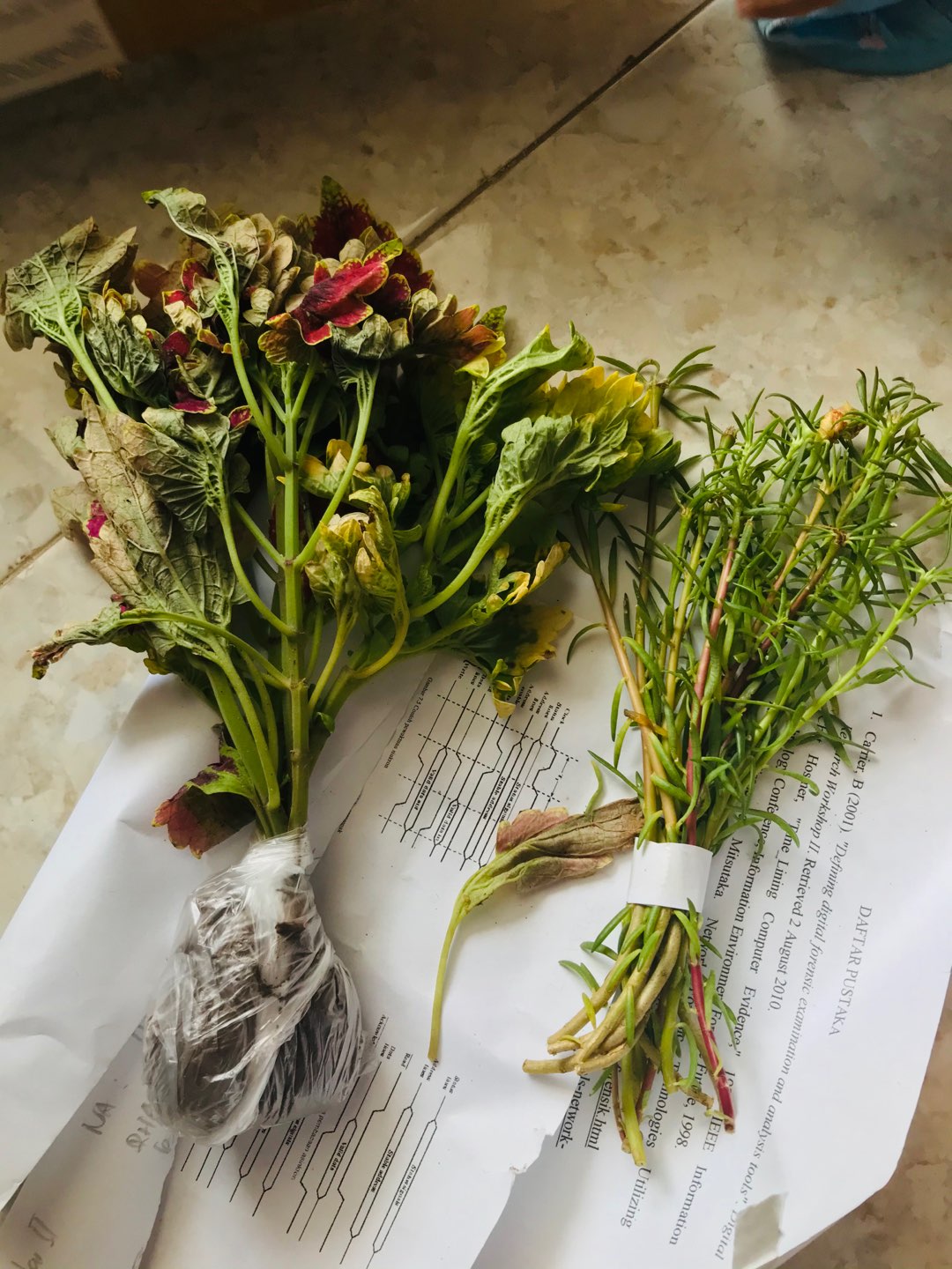 Miana Paketan (2 Warna/2jenis)