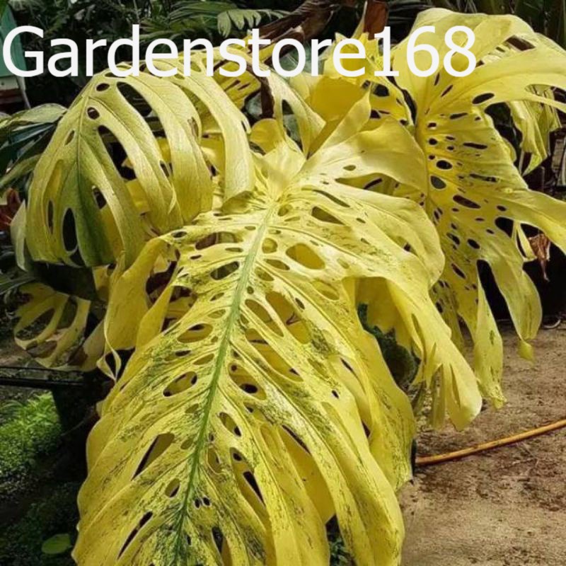 Promo Baru 1 Monstera varigata Bibit king gold (Bibit saja) Bibit asli original