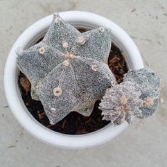 KAKTUS ASTROPHYTUM MYRIOSTIGMA