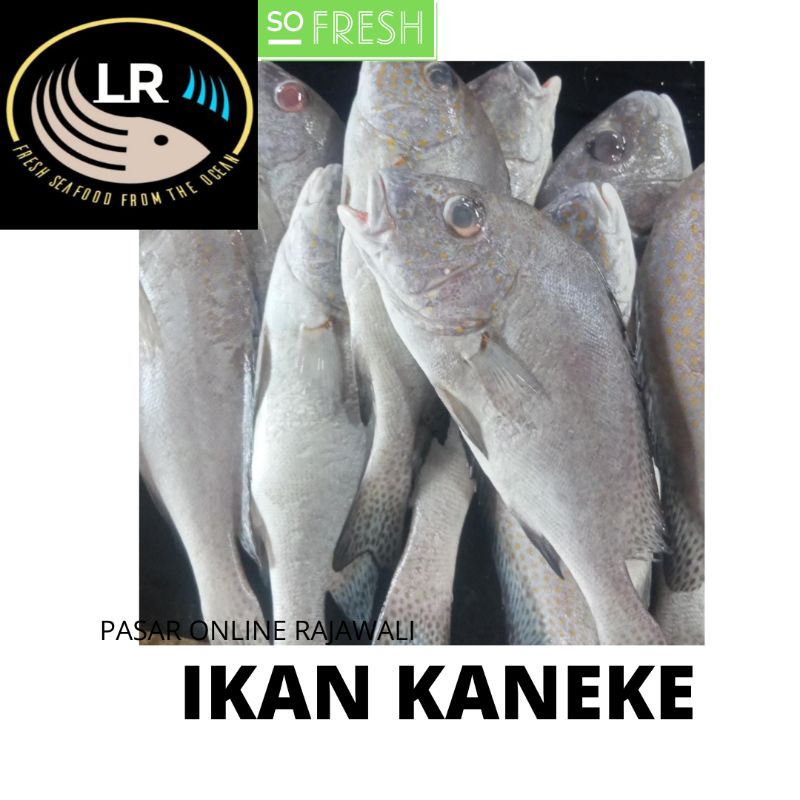 

IKAN KANEKE SEGAR