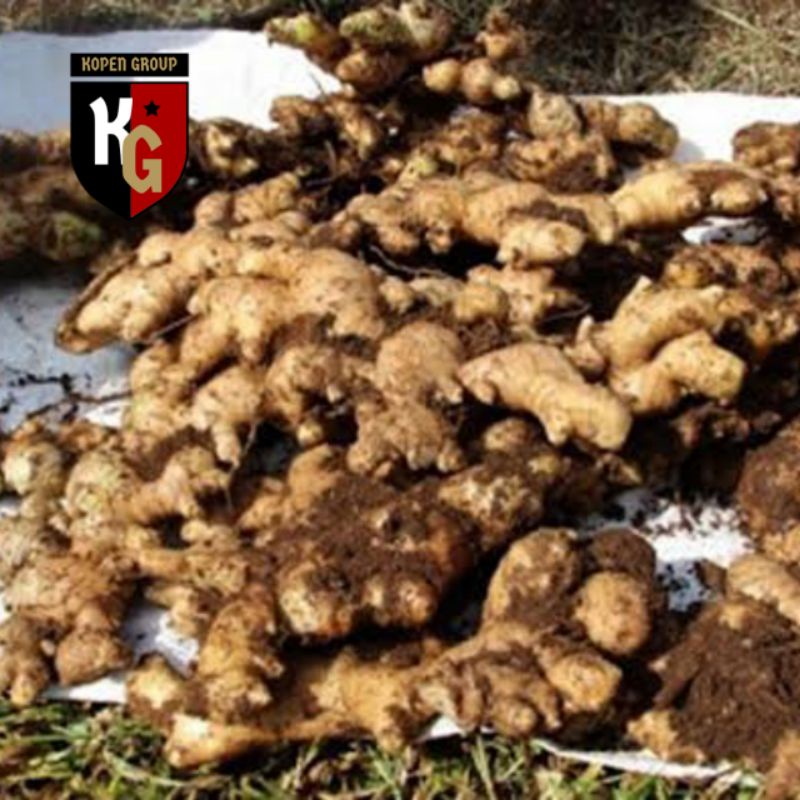 bibit jahe pilihan kiloan (jahe gajah, jahe putih, jahe merah, jahe Emprit)