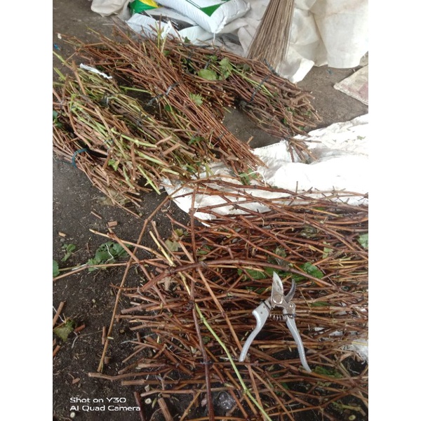 50 batang cutting anggur impor Jupiter,Ninel,Harold,Trans,Akademik,Gozv,Dixon,Moondrop