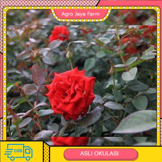 bibit bunga mawar merah
