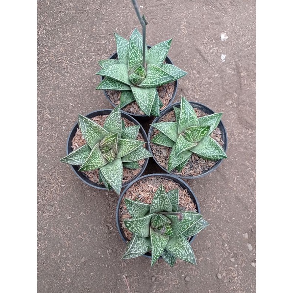 Sukulen Gaster Aloe