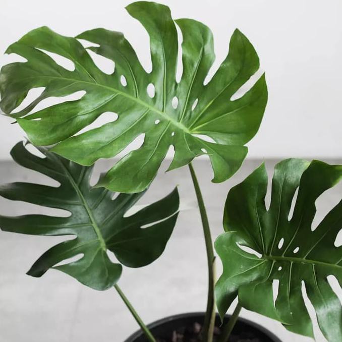 Tanaman Hias Tropical Philodendron Pertusum Monstera Deliciosa Shopee Indonesia