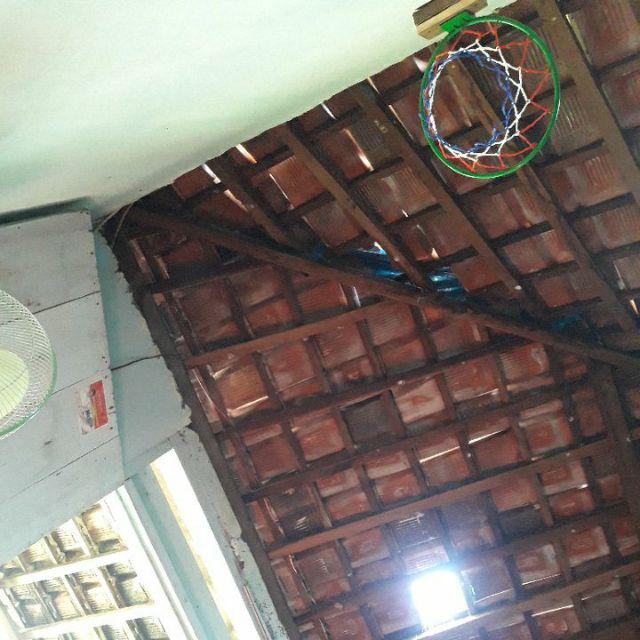 Tanaman Hias Calathea Fusion - Maranta Tisu- Meranti Kapas