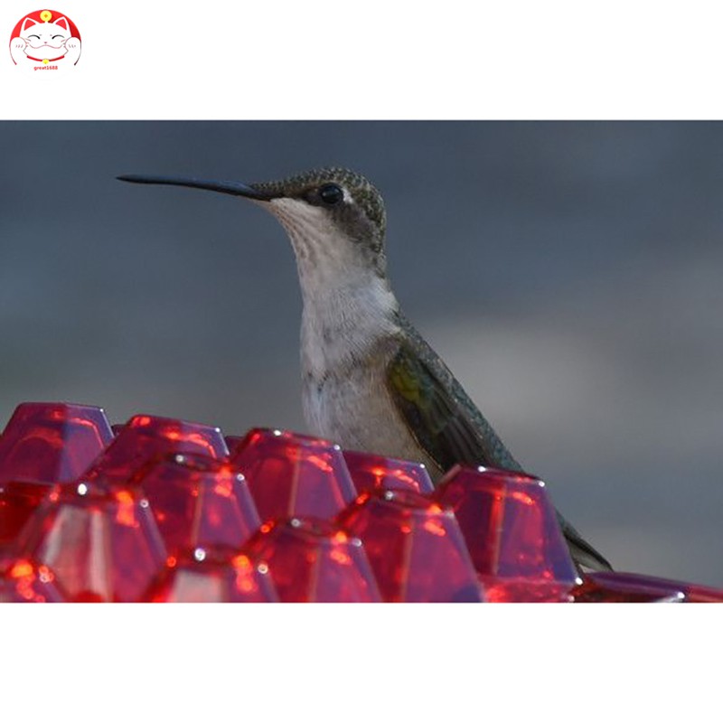 Tempat Makan Burung Kolibri