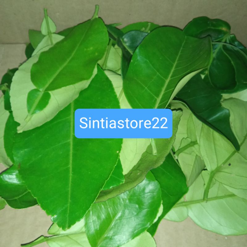

Daun jeruk bali segar 500 gram