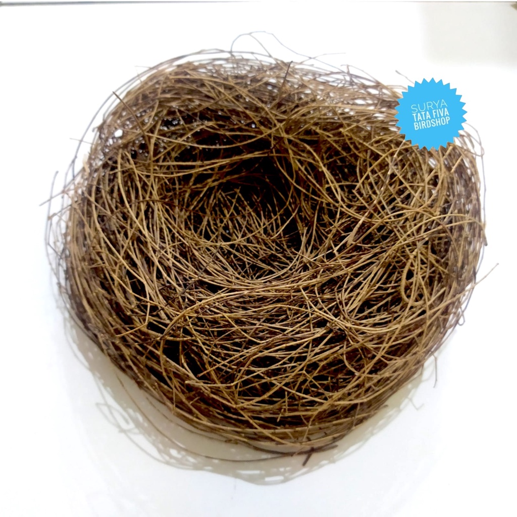 SARANG SERAT CEMARA UNTUK USUHAN SARANG BERTELUR BURUNG MURAI BATU