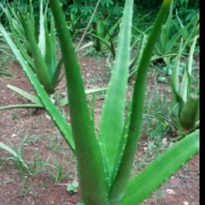 

Herbal alami pelepah batang lidah buaya aloevera