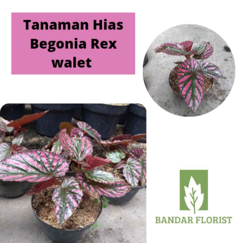 Tanaman Hias Begonia Rex Walet - Begonia Rex Walet - Begonia Walet