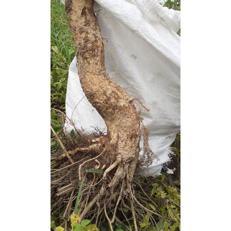 BAHAN BONSAI SERUT AKAR TERBALIK ( DONGKELAN )