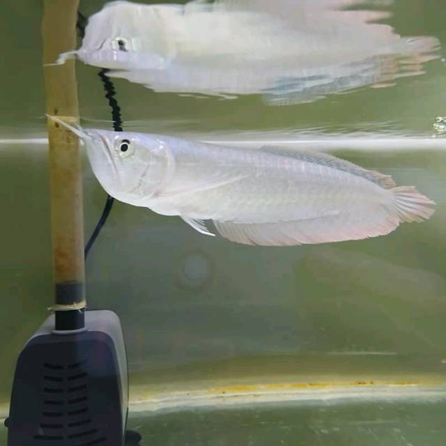 

Ikan arwana