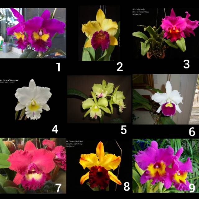 Anggrek cattleya remaja