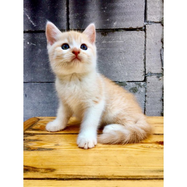 kucing / cat Scottish straight kitten bicollor red dilute