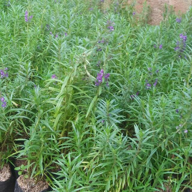 Tanaman lavender-bibit tanaman lavender