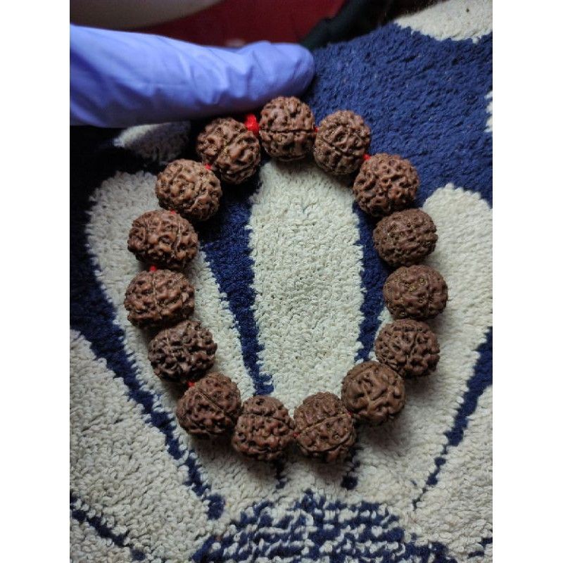 rudraksha jenitri mukhi 6 coklat