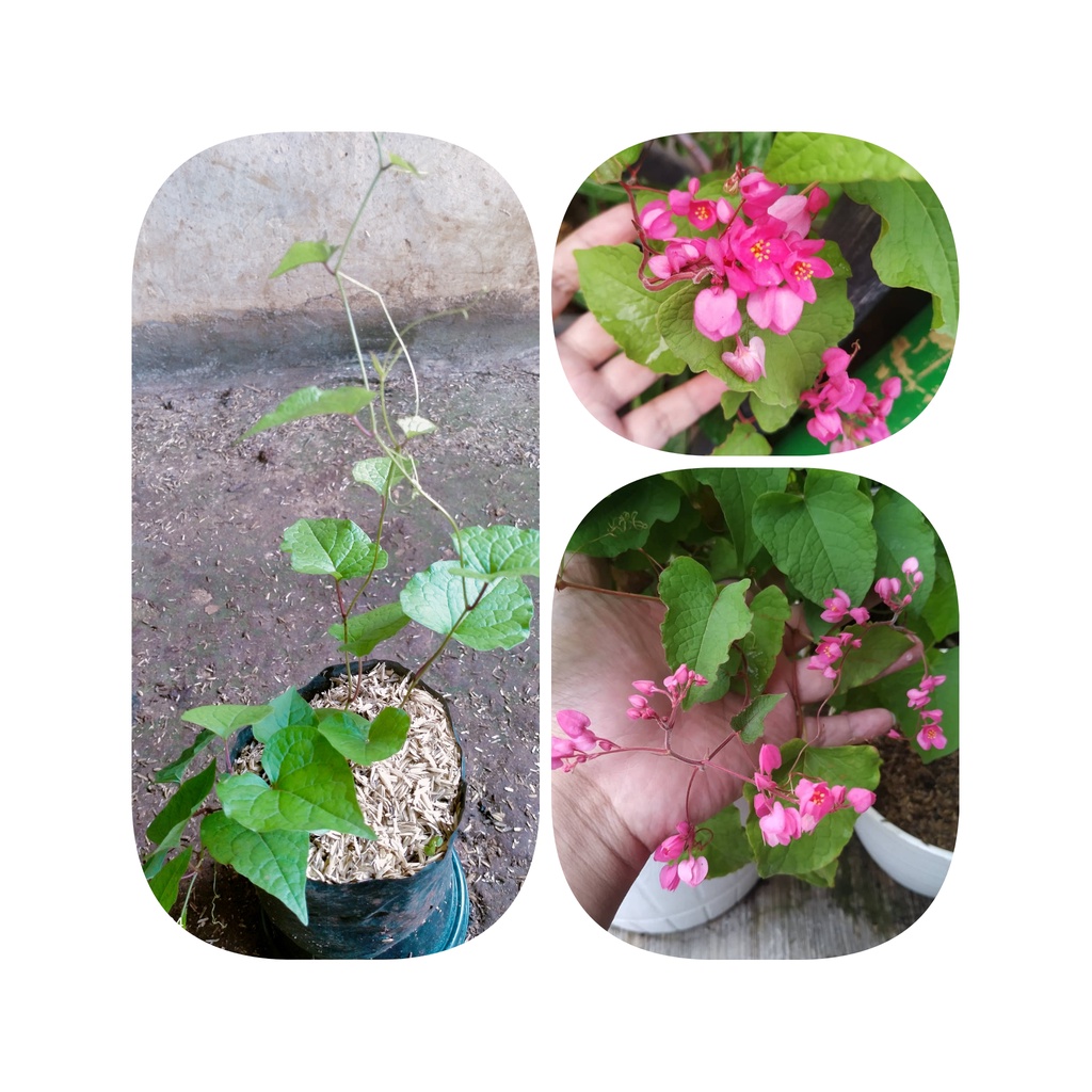 Ready Tanaman Hias Air Mata pengantin - Tanaman Gantung Air mata Pengantin - Tanaman Pot Gantung -