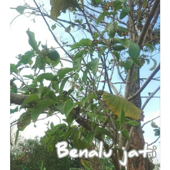 

1000 GRAM DAUN BENALU JATI KERING HIJAU PREMIUM