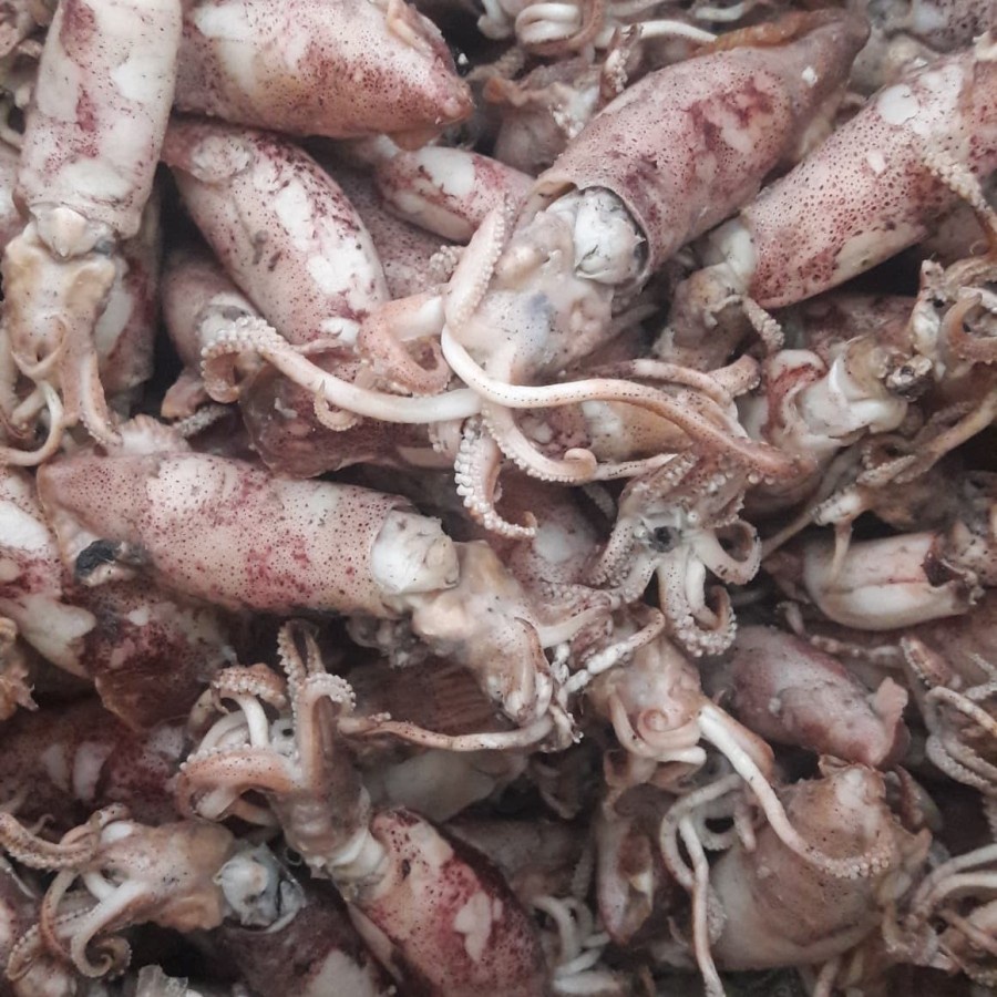 

ikan asin SOTONG BESAR/CUMI SOTONG REBUS 500 GR