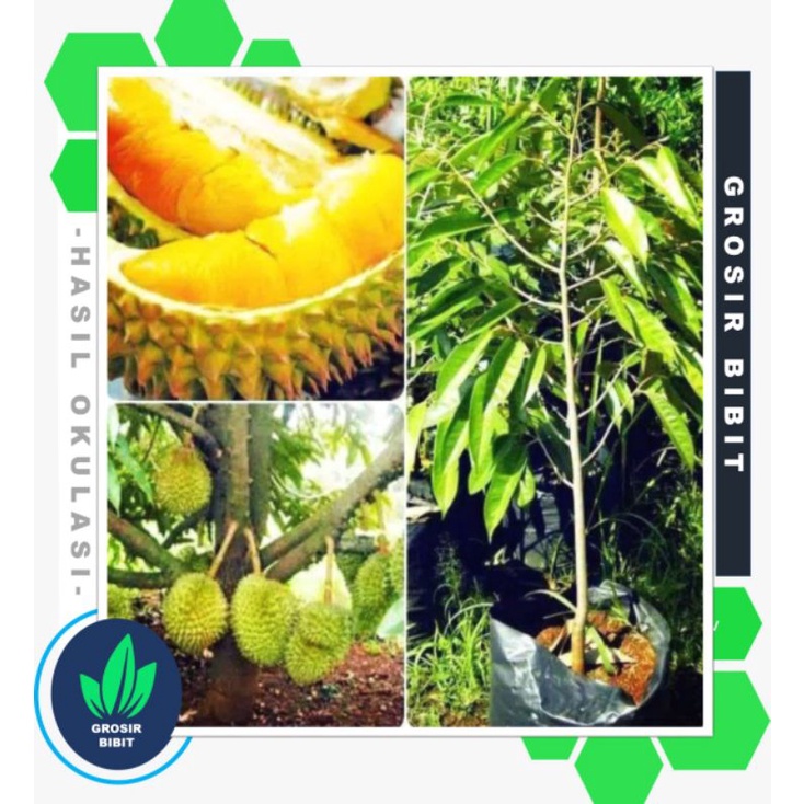 COD Bibit durian Montong Super