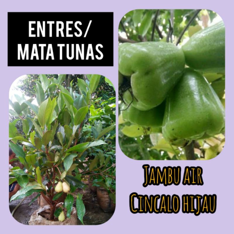 Entres Jambu Air Cincalo Hijau