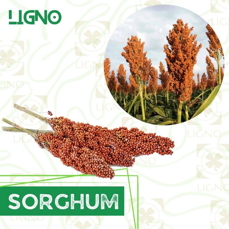 Benih SORGUM MERAH (isi-8) Biji Tanaman