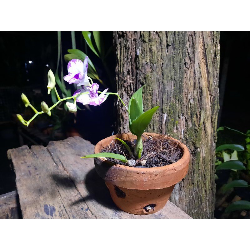 Anggrek Dendrobium Mini Enobi | Anggrek Dendrobium Murah