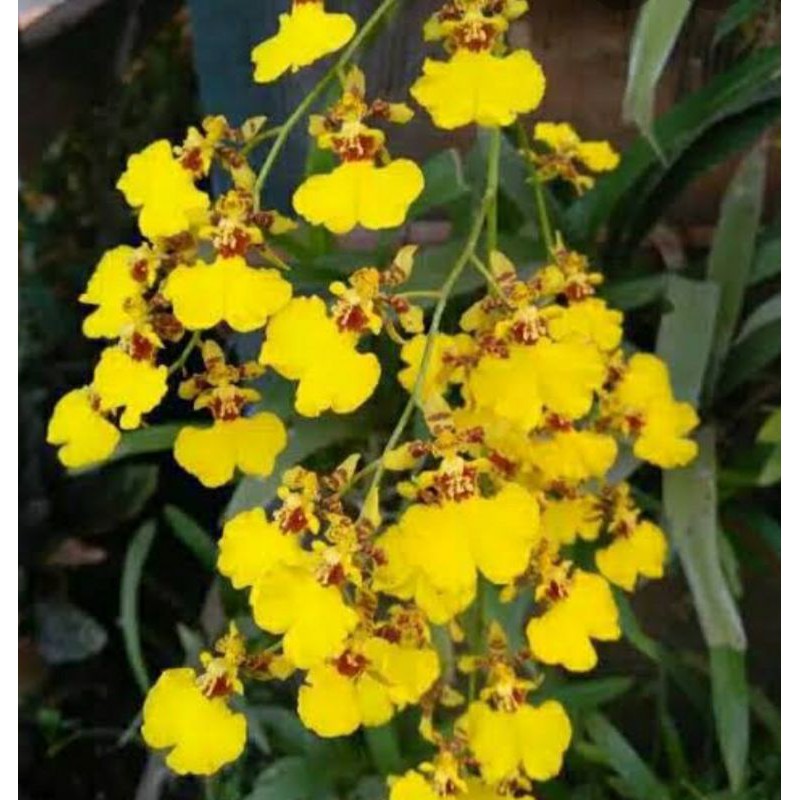 Anggrek Oncidium Golden Shower
