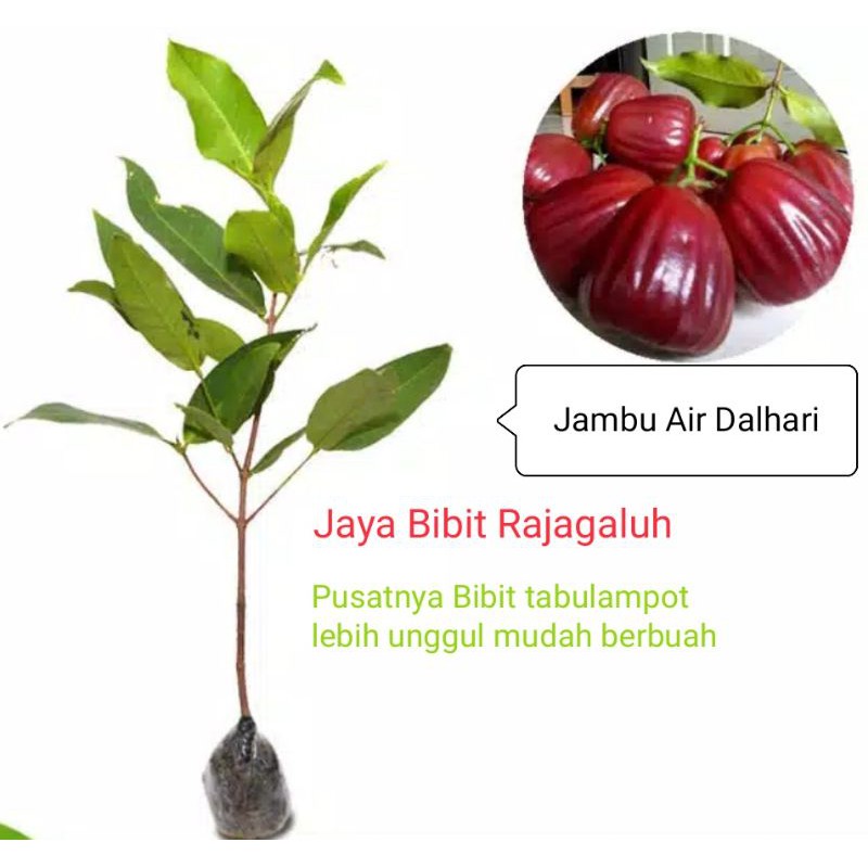 Bibit jambu air dalhari/tabulampot jambu air