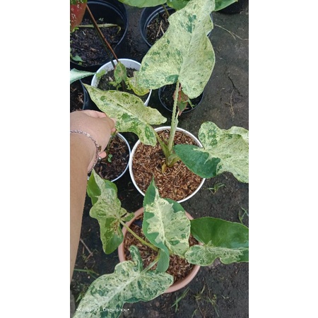 Xanthasoma sagittifolium variegata /Talas varigata/ Talas Mojito / Xanthosoma Sagiittifolium mojito