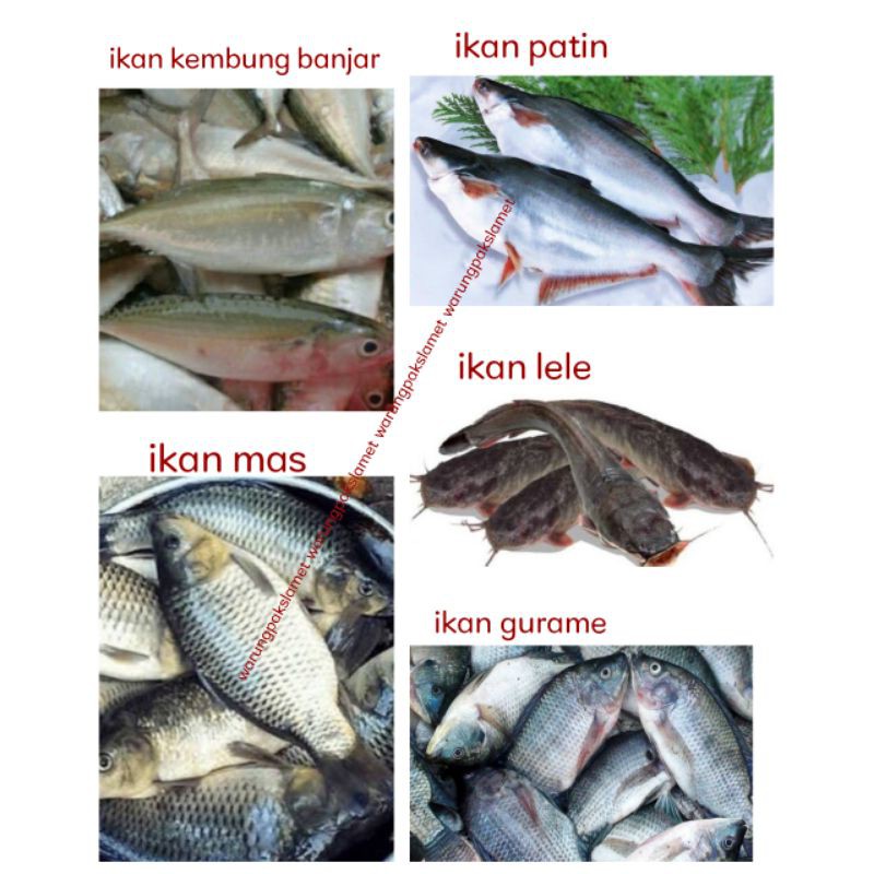 

ikan segar / ikan kembung banjar / ikan mas / ikan patin / ikan lele / ikan gurame