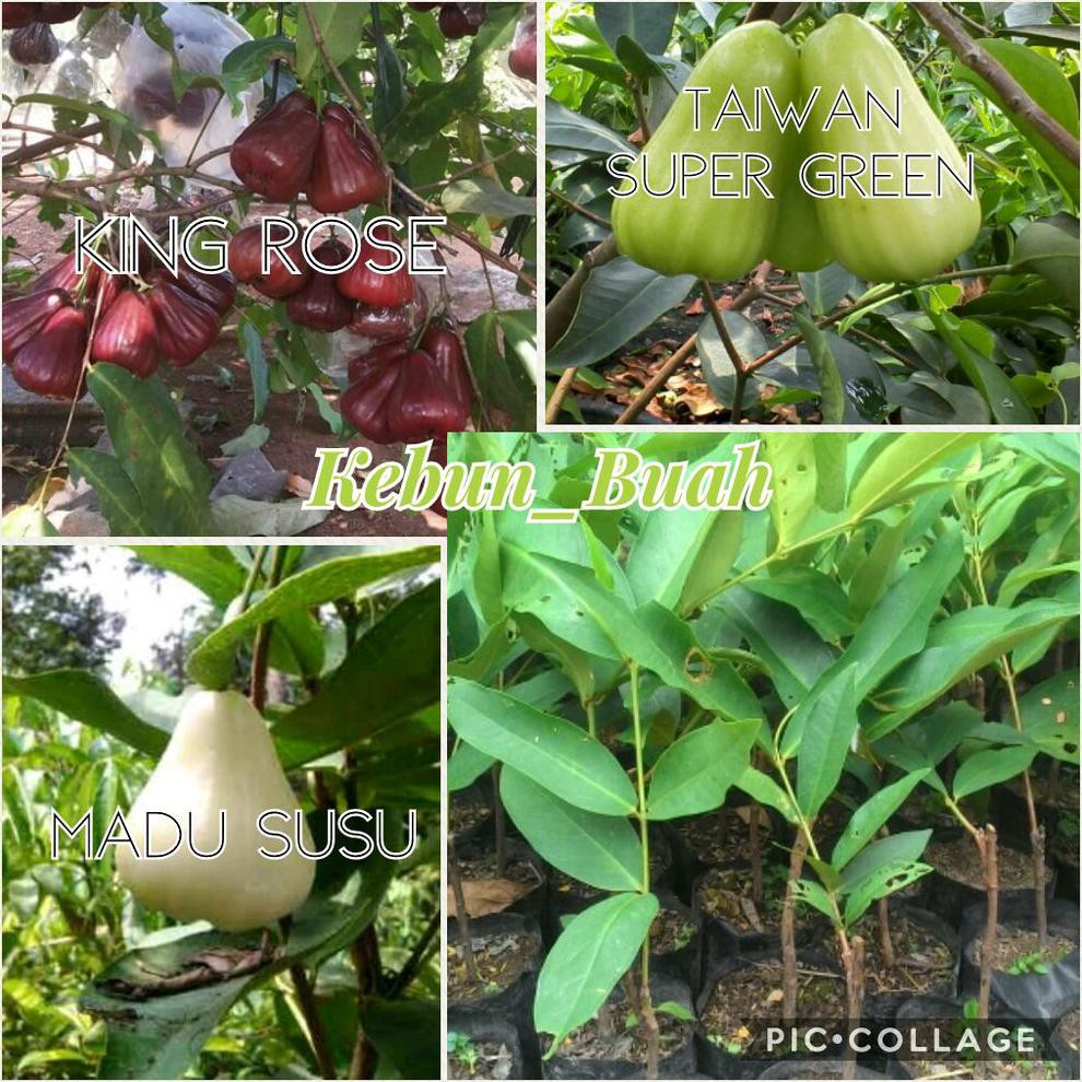 BIBIT BUAH! PAKET 3 BIBIT TANAMAN JAMBU AIR KING ROSE - MADU SUSU - TAIWAN SUPER GREEN ^U*